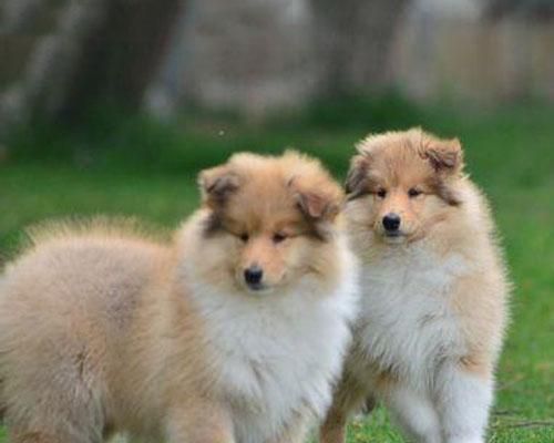 如何判斷蘇格蘭牧羊犬健康狀況？（以寵物為主，打造健康營養(yǎng)生活）