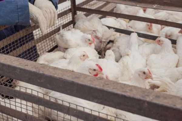 如何正確食用雞肉才能起到進(jìn)補效果