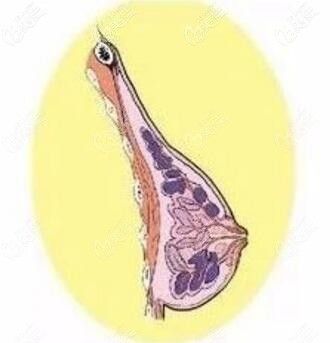 乳腺組織的分布