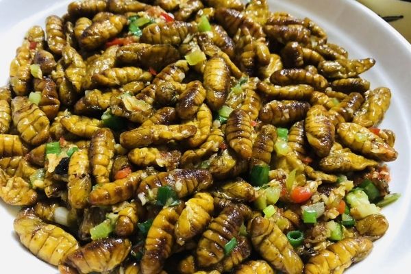 蠶蛹的功效與作用、禁忌和食用方法
