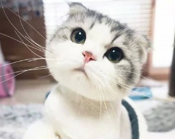 猫咪健康喂养攻略，主人饲养更省心