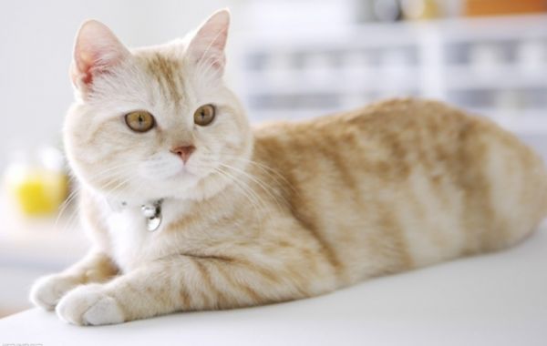猫咪健康喂养攻略，主人饲养更省心