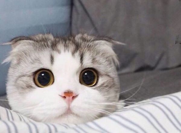 猫咪健康喂养攻略，主人饲养更省心