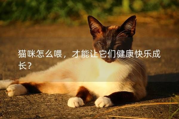 猫咪怎么喂，才能让它们健康快乐成长？