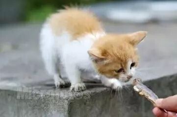 如何喂猫吃鱼？今天为大家整理了一份猫咪吃鱼攻略