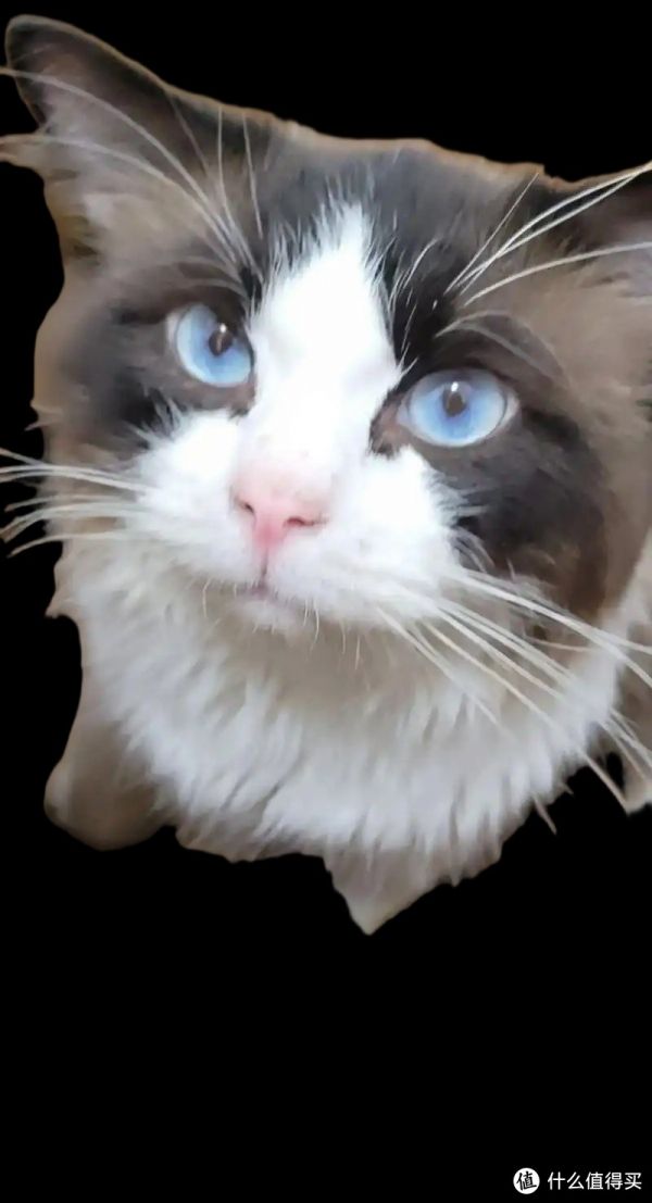 科学喂养，健康猫咪