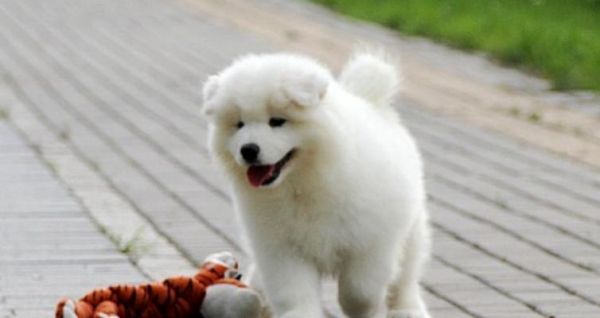 如何挑選一只健康的幼犬（以寵物為主，讓你輕松選到適合的小狗）