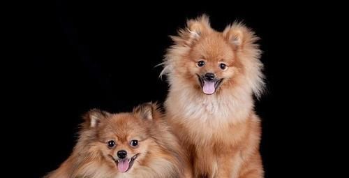 如何挑選一只健康的幼犬（以寵物為主，讓你輕松選到適合的小狗）