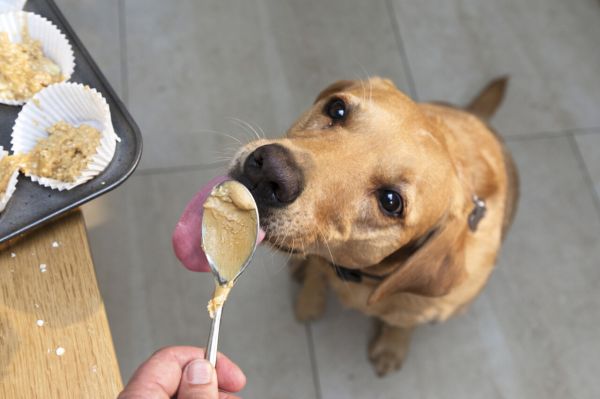 寵物飲食指南:狗狗最?lèi)?ài)的 6 種健康食品