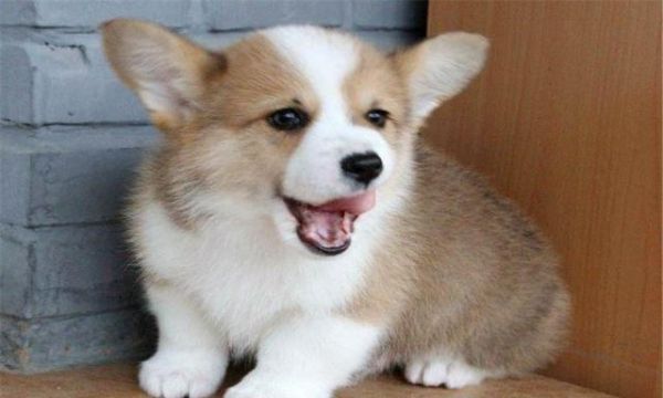 如何挑选一只健康的幼犬，你要注意看这几点，给你讲讲