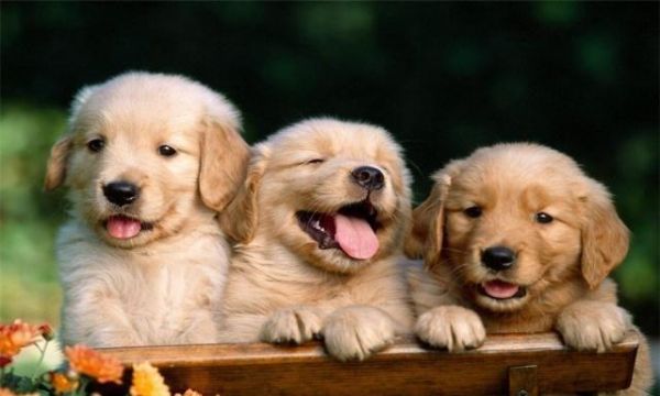 如何挑选一只健康的幼犬，你要注意看这几点，给你讲讲