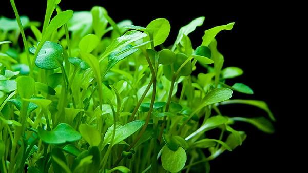 吃蔬菜大有講究？吃蔬菜注意這3點(diǎn)，才吃得有營(yíng)養(yǎng)！