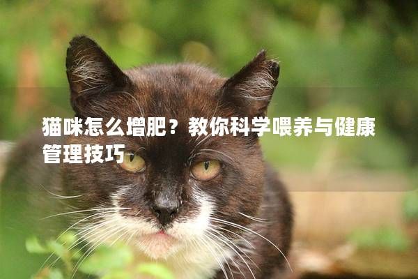貓咪怎么增肥？教你科學(xué)喂養(yǎng)與健康管理技巧