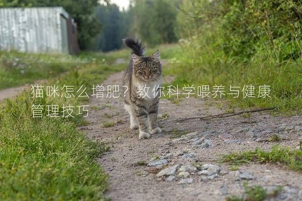 貓咪怎么增肥？教你科學(xué)喂養(yǎng)與健康管理技巧