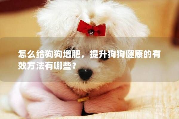 怎么給狗狗增肥，提升狗狗健康的有效方法有哪些？