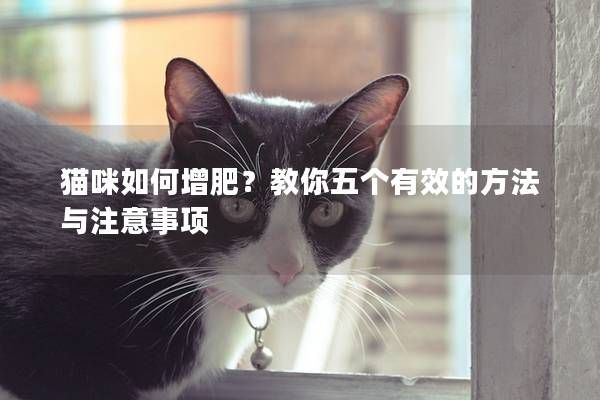 貓咪如何增肥？教你五個有效的方法與注意事項(xiàng)