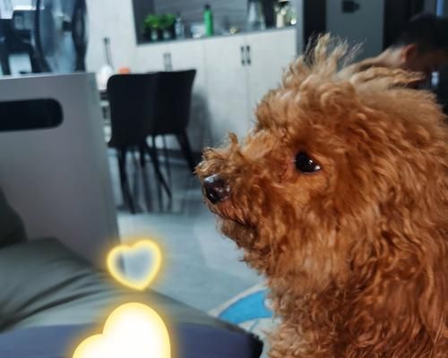泰迪犬太瘦了怎么辦？（寵物增肥的實用方法，讓你的泰迪健康快樂地成長）