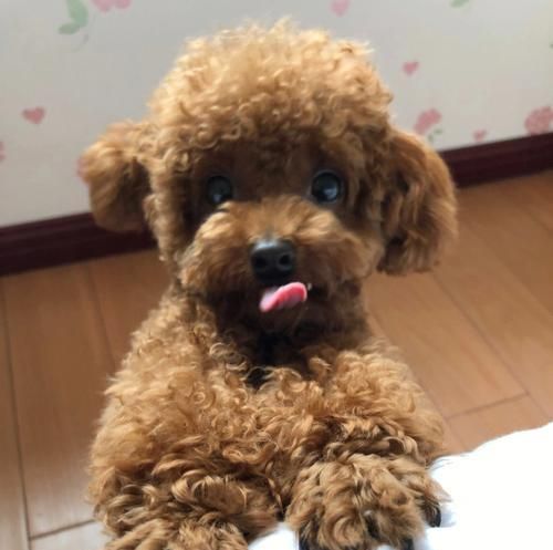 泰迪犬太瘦了怎么辦？（寵物增肥的實用方法，讓你的泰迪健康快樂地成長）