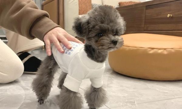 泰迪犬太瘦了怎么辦？（寵物增肥的實用方法，讓你的泰迪健康快樂地成長）