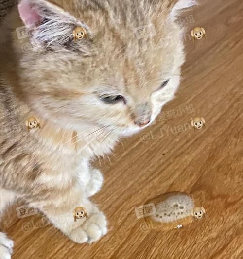 貓咪為什么會(huì)吃得少還嘔吐（如何幫助寵物恢復(fù)健康）