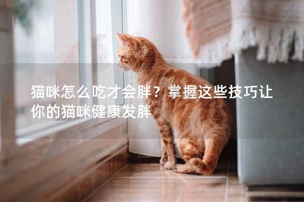 貓咪怎么吃才會胖？掌握這些技巧讓你的貓咪健康發(fā)胖