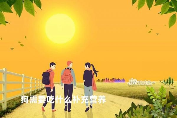 狗需要吃什么補充營養(yǎng)
