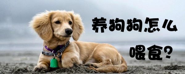 养狗狗怎么喂食