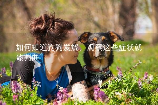 如何知道狗狗發(fā)燒，觀察這些癥狀就能判斷