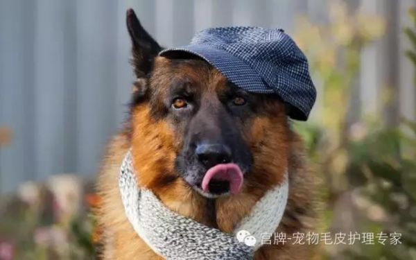你的狗狗健康吗？怎么判断狗狗是否健康。