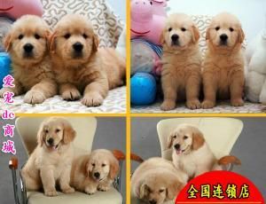 怎么看狗骨架大不大？如何判斷狗狗的骨架是否正常？