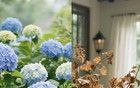 “陰花入戶生活不富”？這5類植物室內(nèi)禁養(yǎng)
