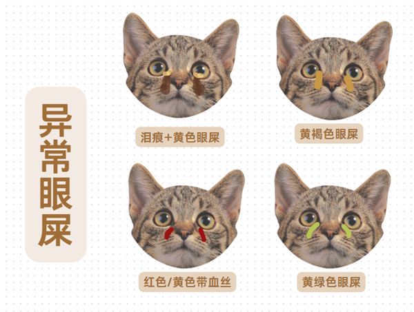 貓咪異常眼屎