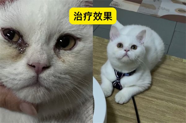 貓咪淚痕怎么治療？
