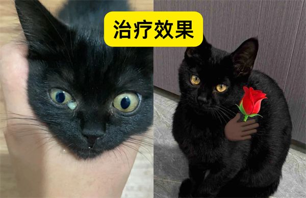 貓咪眼睛發(fā)炎怎么辦？