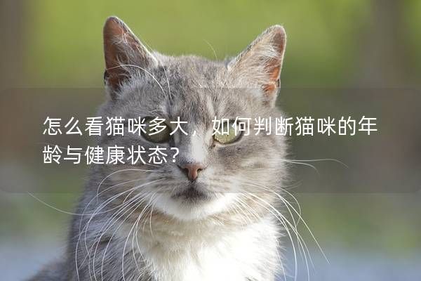 怎么看貓咪多大，如何判斷貓咪的年齡與健康狀態(tài)？