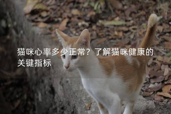 貓咪心率多少正常？了解貓咪健康的關鍵指標