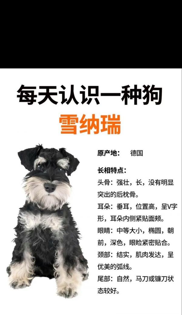 雪纳瑞每个月体重长多少？如何监测雪纳瑞的健康体重？