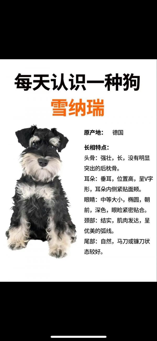 雪纳瑞如何让毛硬