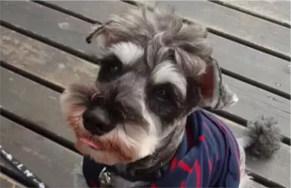雪納瑞犬健不健康，就看這7點