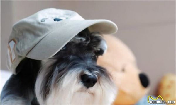 雪納瑞犬健不健康，就看這7點