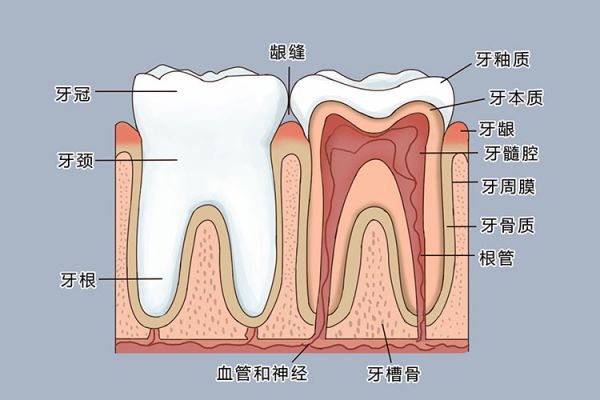 牙齦結(jié)構(gòu)圖