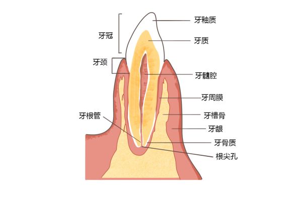 牙齦位置圖