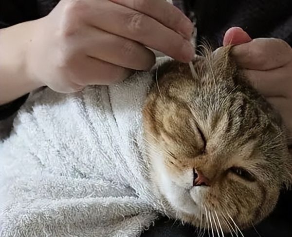 如何给猫咪清洁耳朵