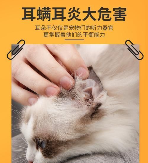 貓咪耳朵清潔指南（如何正確地清理貓咪耳朵）