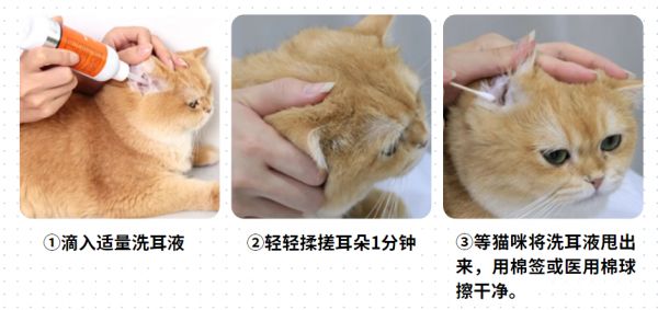 貓貓耳朵有黑色分泌物怎么辦？