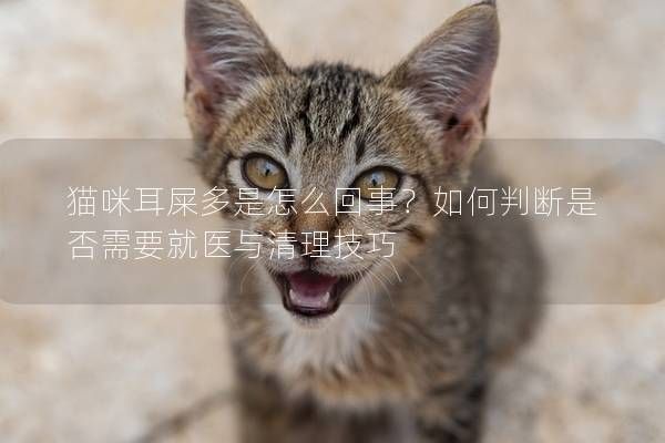 猫咪耳屎多是怎么回事？如何判断是否需要就医与清理技巧