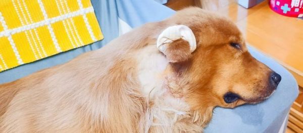 猫咪耳朵伤口处理全指南（以宠物健康为主）