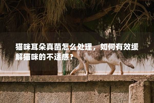 貓咪耳朵真菌怎么處理，如何有效緩解貓咪的不適感？