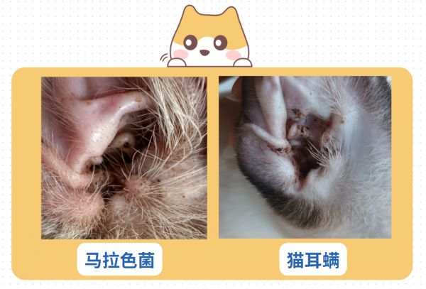 貓咪耳朵里有很多黑色的東西怎么清理干凈