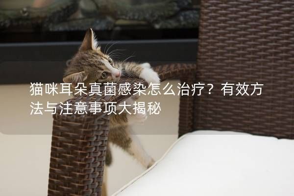 貓咪耳朵真菌感染怎么治療？有效方法與注意事項(xiàng)大揭秘